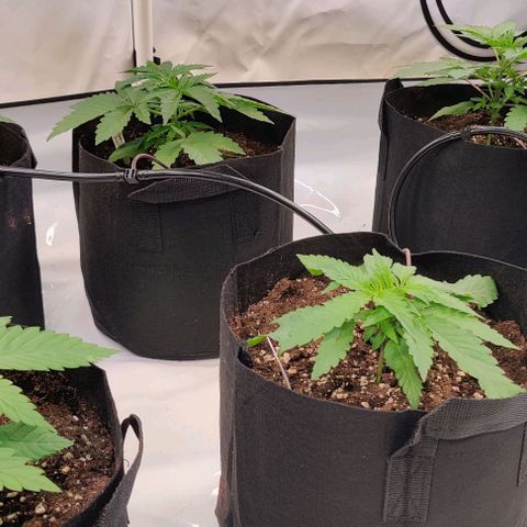 Special Queen #1 growlog timeline photo
