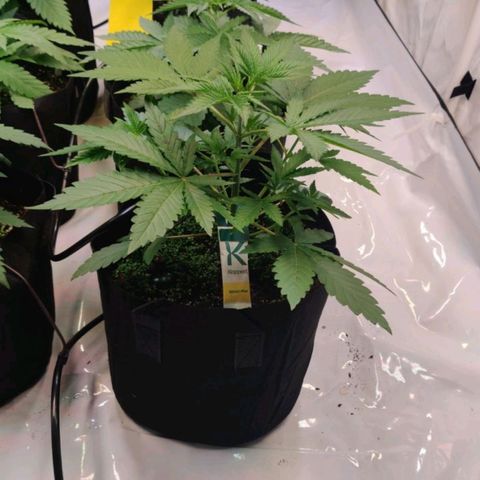 Special Queen #1 growlog timeline photo