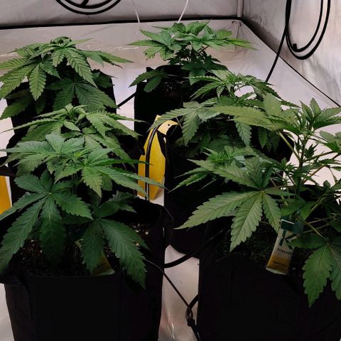 Special Queen #1 growlog timeline photo