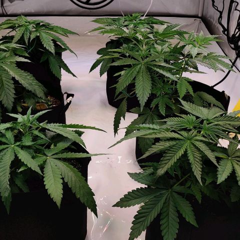 Special Queen #1 growlog timeline photo