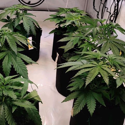 Special Queen #1 growlog timeline photo