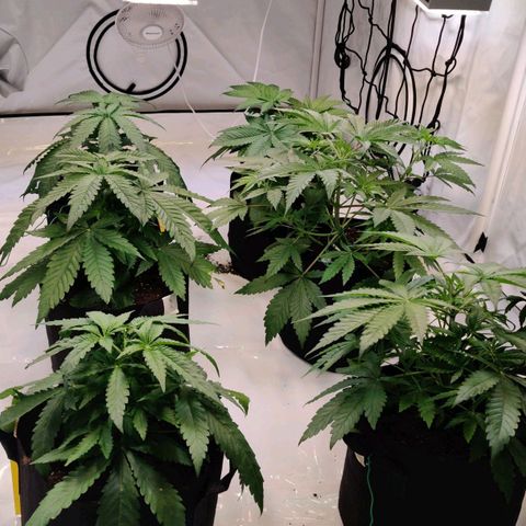 Special Queen #1 growlog timeline photo