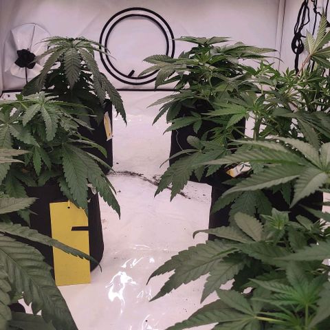 Special Queen #1 growlog timeline photo
