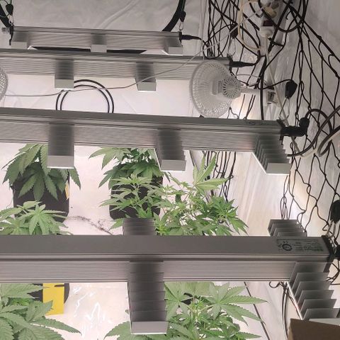 Special Queen #1 growlog timeline photo