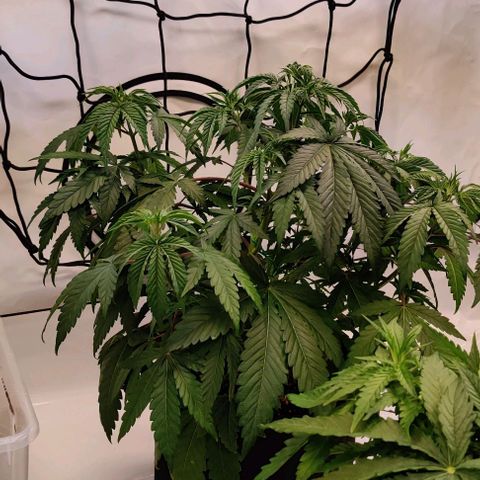 Special Queen #1 growlog timeline photo