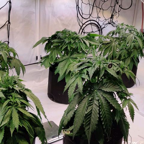 Special Queen #1 growlog timeline photo
