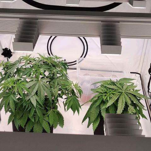 Special Queen #1 growlog timeline photo