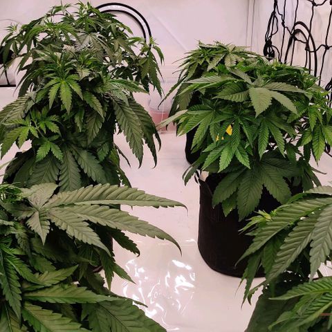 Special Queen #1 growlog timeline photo