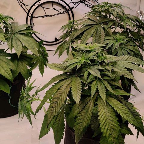 Special Queen #1 growlog timeline photo