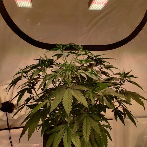 Special Queen #1 growlog timeline photo