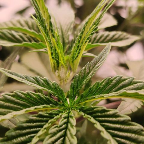 Special Queen #1 growlog timeline photo