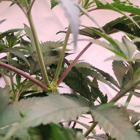 Special Queen #1 growlog timeline photo