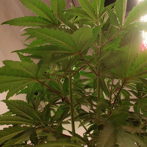 Special Queen #1 growlog timeline photo