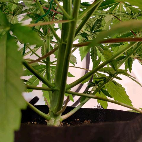 Special Queen #1 growlog timeline photo