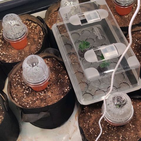 Special Queen #1 growlog photo: Clone of fast growing SQ#1