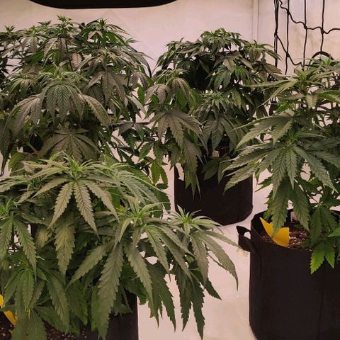 Special Queen #1 growlog timeline photo
