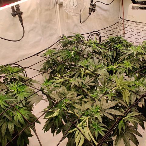 Special Queen #1 growlog timeline photo