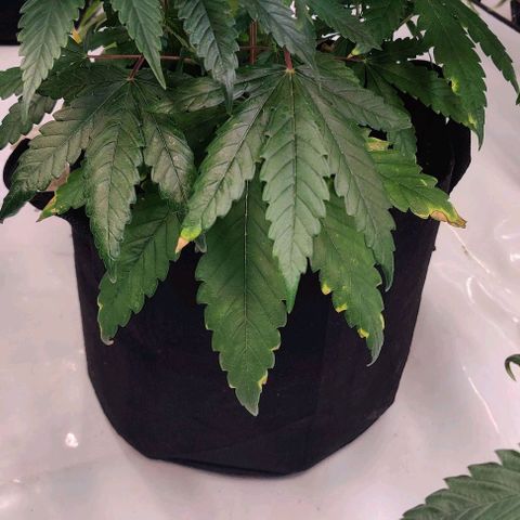 Special Queen #1 growlog timeline photo