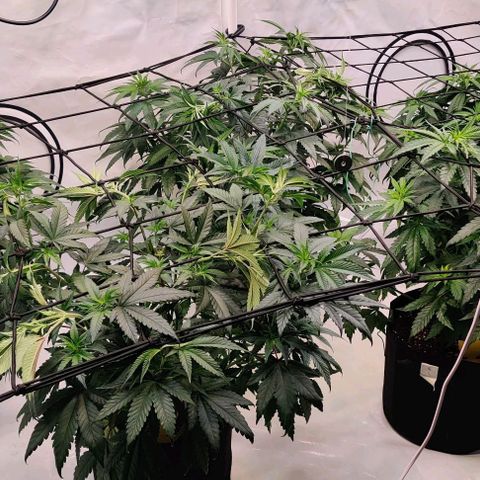 Special Queen #1 growlog timeline photo