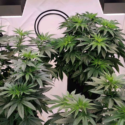 Special Queen #1 growlog timeline photo