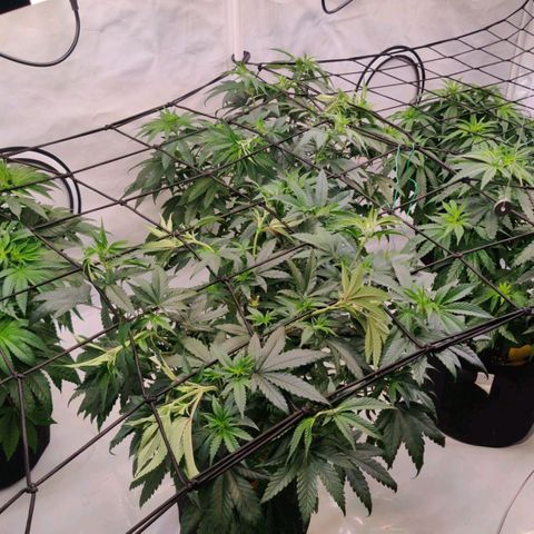 Special Queen #1 growlog timeline photo