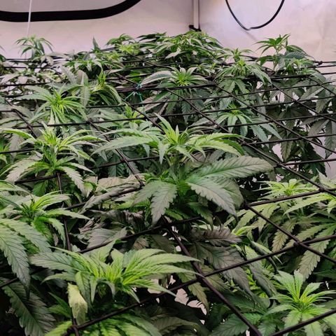 Special Queen #1 growlog timeline photo
