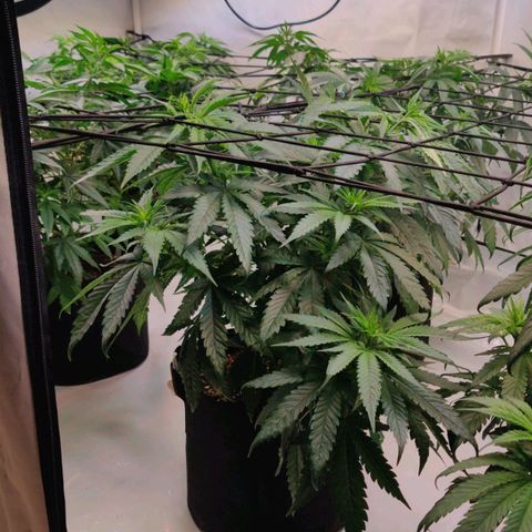 Special Queen #1 growlog timeline photo