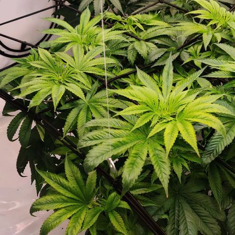 Special Queen #1 growlog photo: Issues with GuanoKalong VegiPearls F#ck