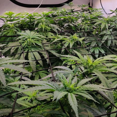 Special Queen #1 growlog photo: Issues with GuanoKalong VegiPearls F#ck