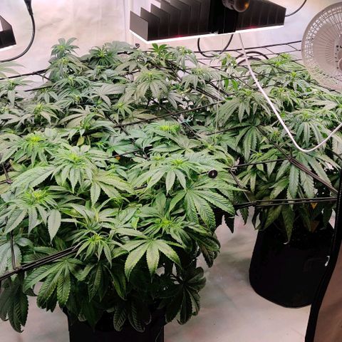 Special Queen #1 growlog timeline photo