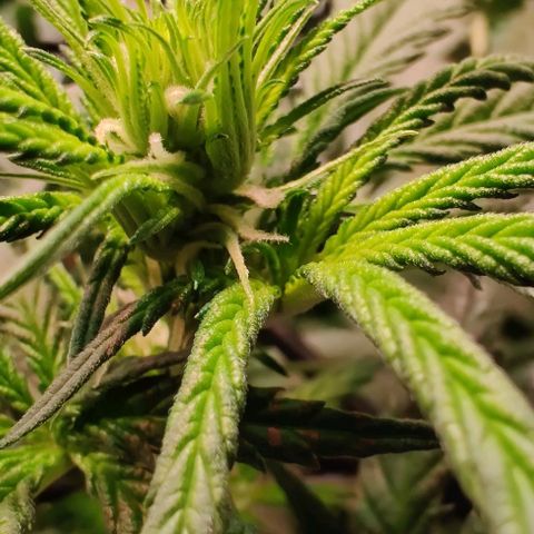 Special Queen #1 growlog photo: Only Fem so far