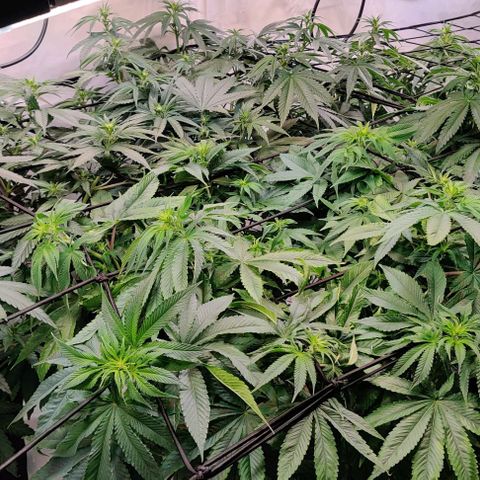 Special Queen #1 growlog timeline photo