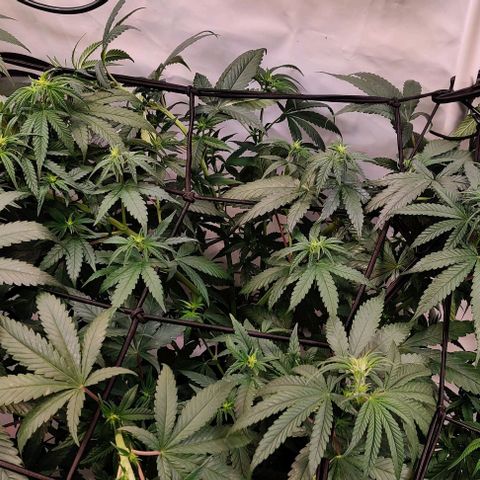 Special Queen #1 growlog timeline photo