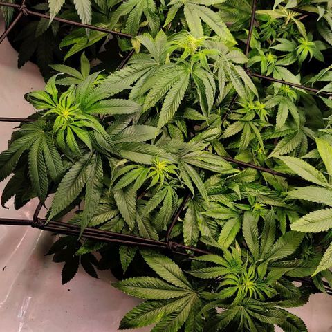 Special Queen #1 growlog timeline photo