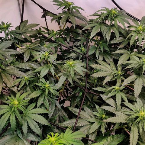 Special Queen #1 growlog timeline photo