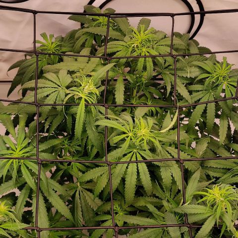 Blue Gelato growlog timeline photo