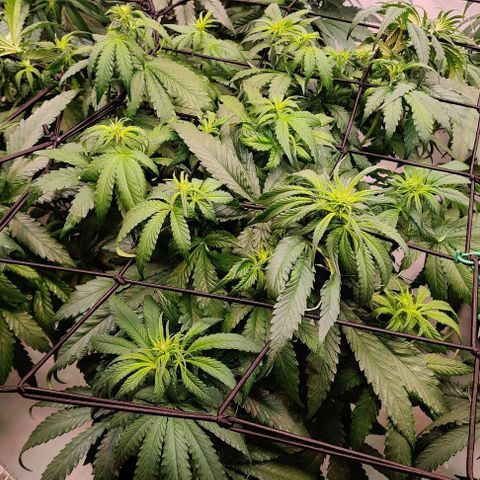 Blue Gelato growlog timeline photo