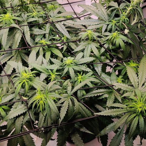 Blue Gelato growlog timeline photo