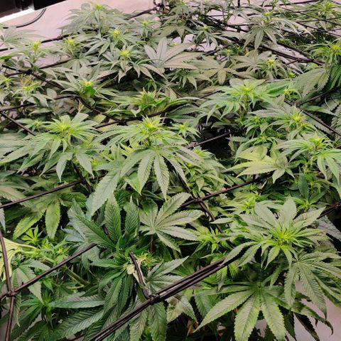 Special Queen #1 growlog timeline photo