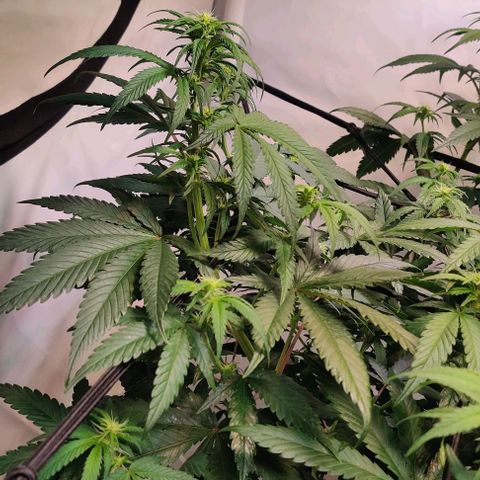 Special Queen #1 growlog timeline photo