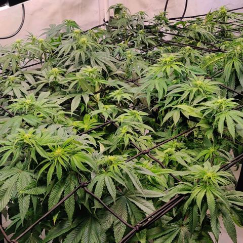 Special Queen #1 growlog timeline photo