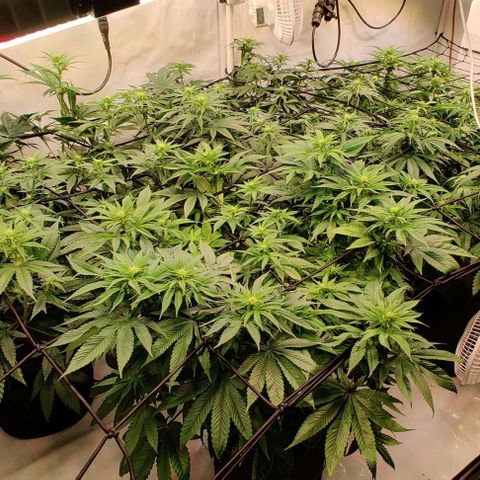 Special Queen #1 growlog timeline photo