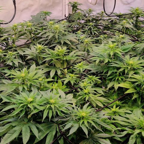 Special Queen #1 growlog timeline photo