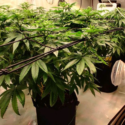 Special Queen #1 growlog timeline photo