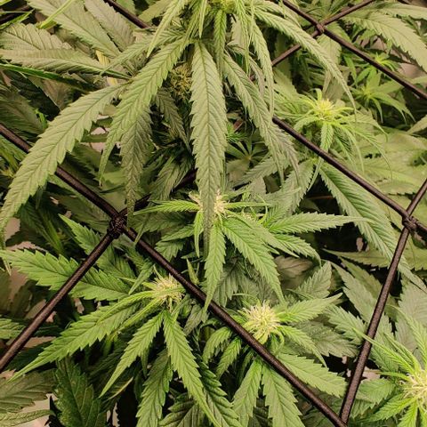 Special Queen #1 growlog timeline photo