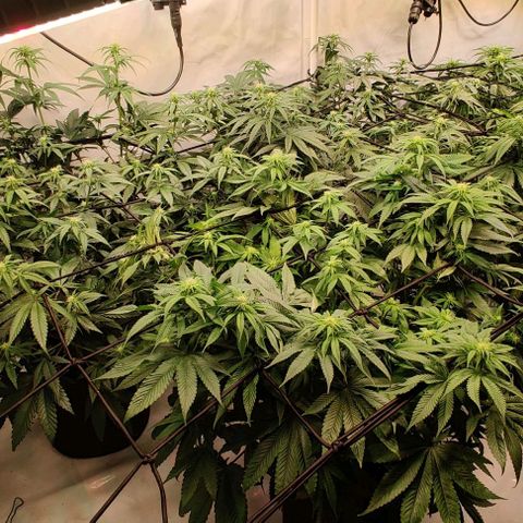 Special Queen #1 growlog timeline photo