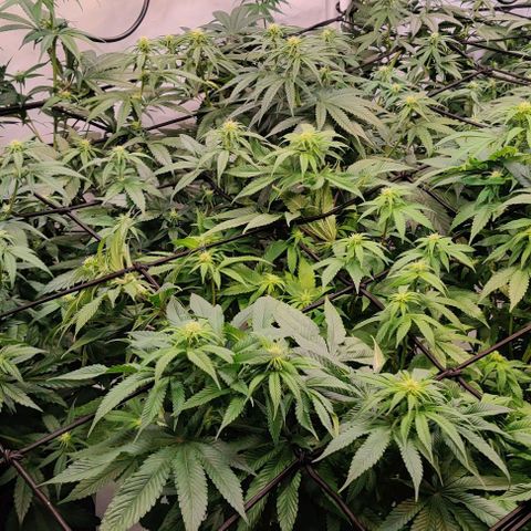 Special Queen #1 growlog timeline photo