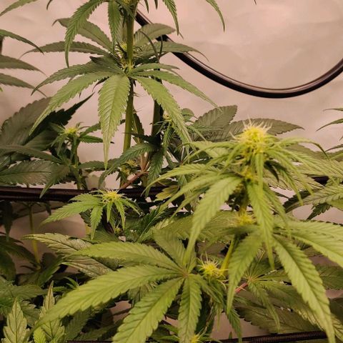 Special Queen #1 growlog timeline photo