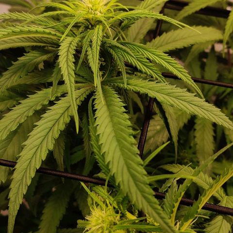 Special Queen #1 growlog timeline photo