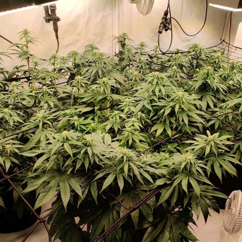 Special Queen #1 growlog timeline photo